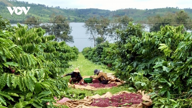 Giá cà phê hôm nay 21/4: Giá cà phê trong nước đạt mức 129.600 đồng/kg