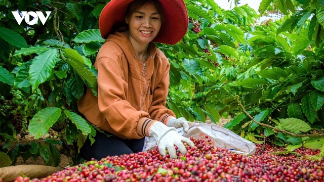 Giá cà phê hôm nay 2/5: Giá cà phê trong nước thu mua ở mức 131.200 đồng/kg