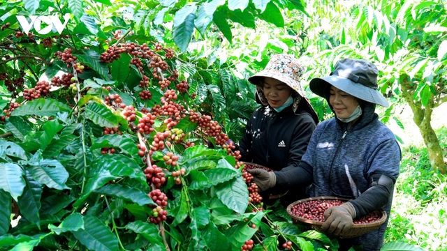 Giá cà phê ngày 28/12: Cà phê trong nước giảm giá thu mua còn 120.500 đồng/kg