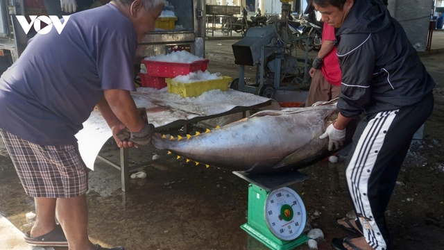 Ngư dân Khánh Hòa ra khơi đầu năm với trách nhiệm chống khai thác IUU