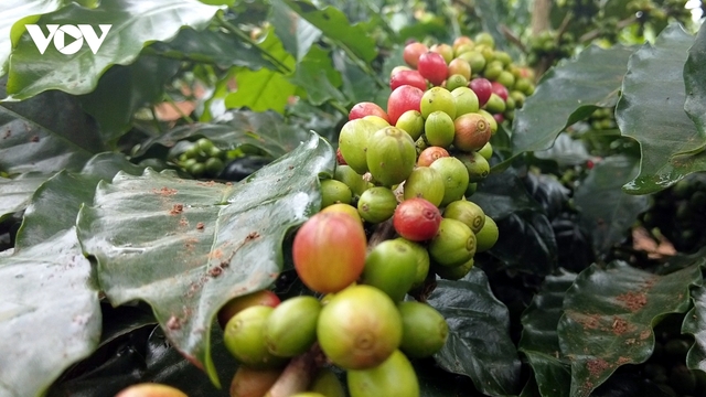 Giá cà phê hôm nay 3/3: Giá cà phê trong nước thu mua 129.500 đồng/kg