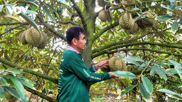 Chính thức có quy trình kiểm soát an toàn thực phẩm với sầu riêng tươi xuất khẩu
