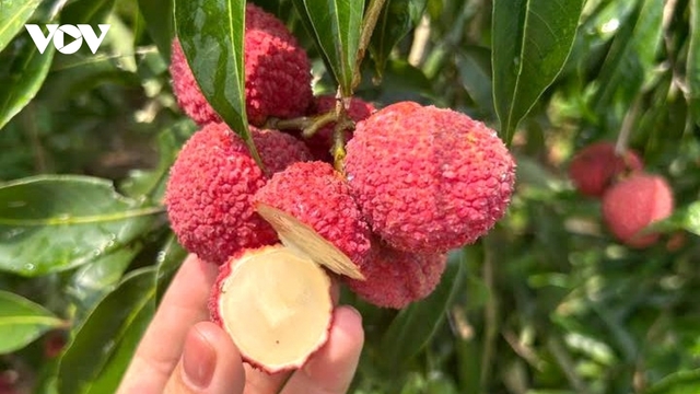 Vải thiều không hạt Trung Quốc đổ bộ chợ Việt, giá 700.000 đồng/kg