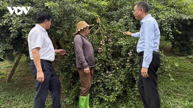 Tin đồn mận hậu Sơn La rớt thảm, cơ quan chức năng vào cuộc