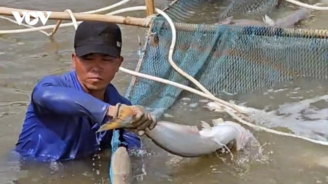 Nông dân vùng biển làm giàu từ nuôi cá bông lau