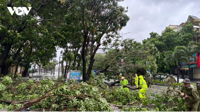 Đường phố Thanh Hóa la liệt cây đổ, bật gốc do ảnh hưởng bão số 10