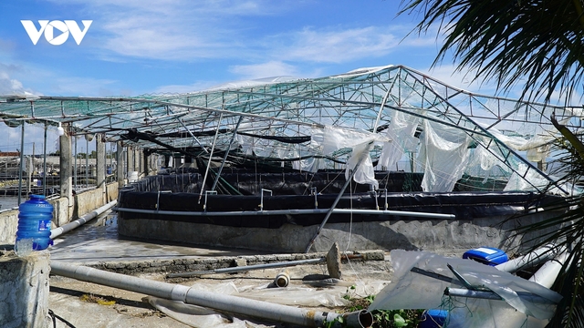 Trắng tay, nợ nần vì đầm tôm tan hoang sau bão số 10