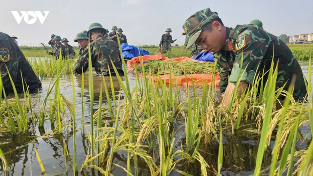 Lúa ngập trong nước, bộ đội xuống đồng cứu mùa vàng sau lũ