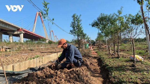 Người trồng đào Nhật Tân vực dậy sau lũ, tất bật tái tạo vườn đón Tết