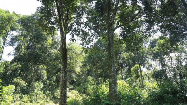 "Cây vàng xanh" giúp nông dân Lào Cai làm giàu bền vững