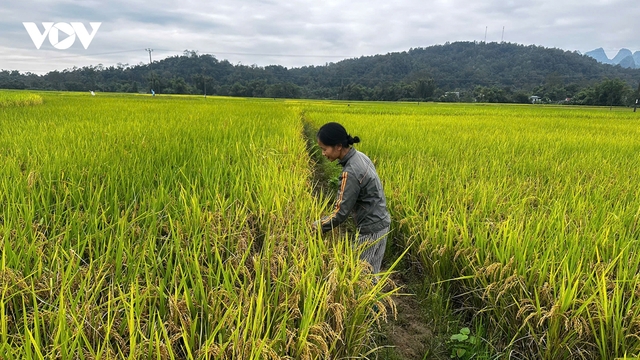 Cao Bằng hỗ trợ nông dân khôi phục sản xuất sau lũ lụt