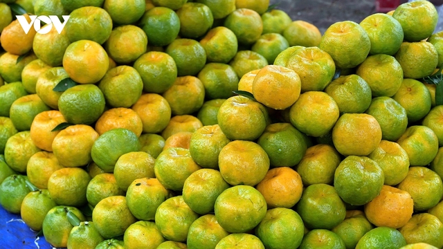 Quýt Mường Khương - Vị ngọt làm thay đổi miền biên giới