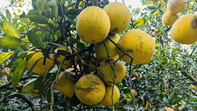 Thủ phủ bưởi Diễn hối hả vào mùa thu hoạch