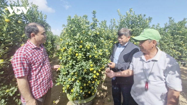 Hơn 70% lượng quất cảnh ở Hội An được thương lái đặt mua