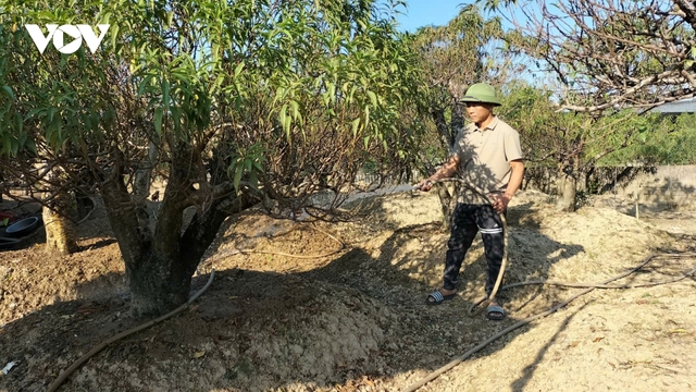 Hồi sinh mùa hoa Tết tại thủ phủ đào Cam Giá