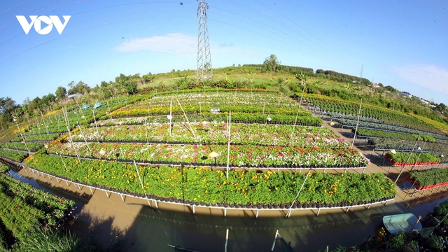 Hợp tác chia sẻ lợi ích để hoa kiểng Sa Đéc ngày một vươn xa