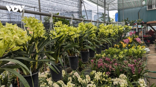 Ngập tràn sắc xuân ở vựa hoa Tết Xuân Quan