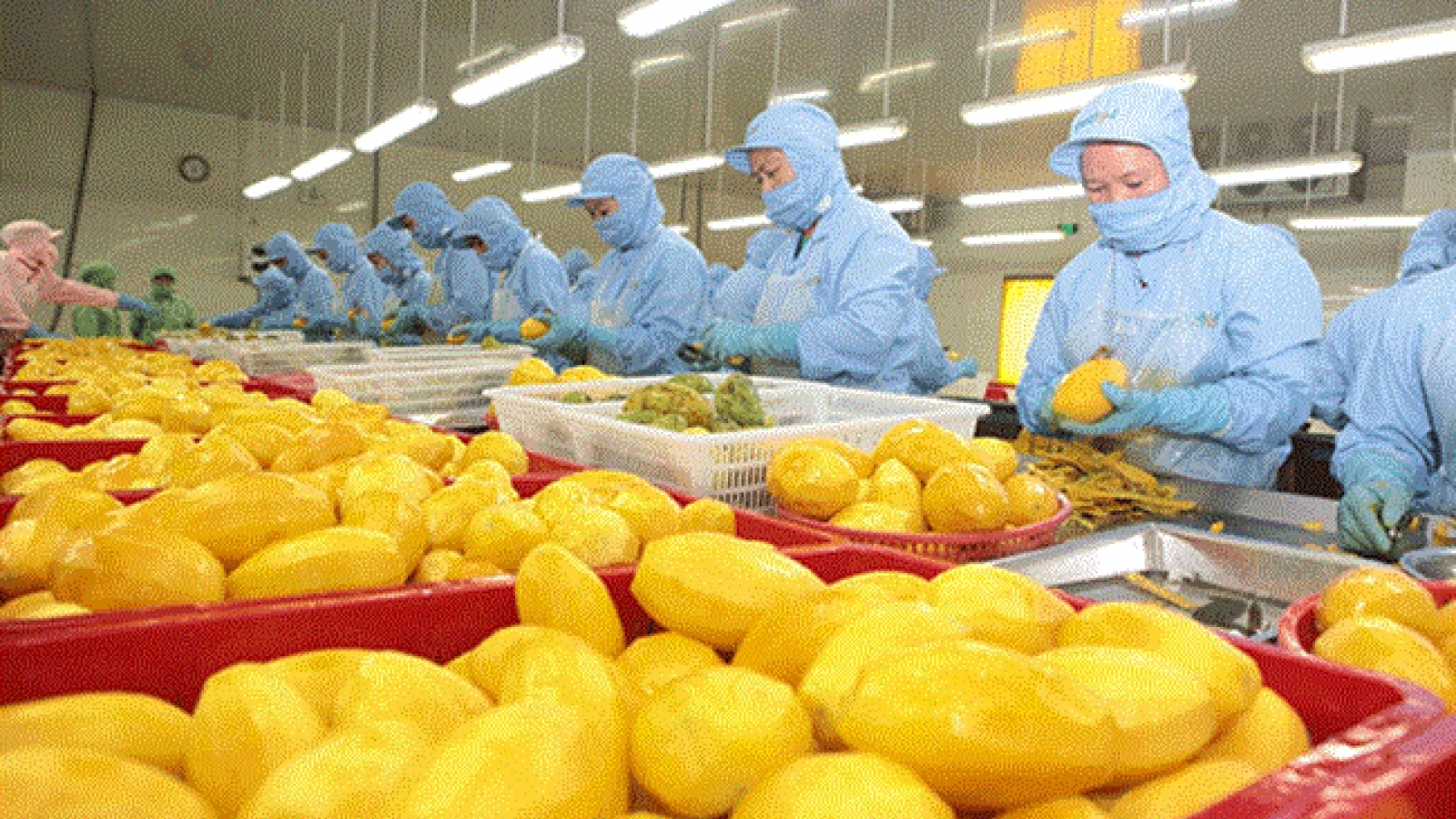 Xuất khẩu nông sản về đích với mục tiêu 54 tỷ USD