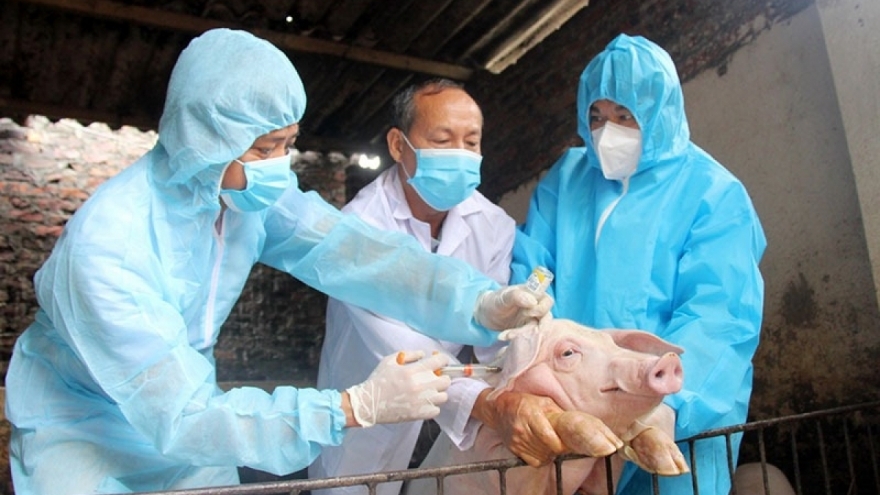 Tỷ lệ tiêm phòng vaccine dịch tả lợn Châu Phi chưa nhiều, vì sao?