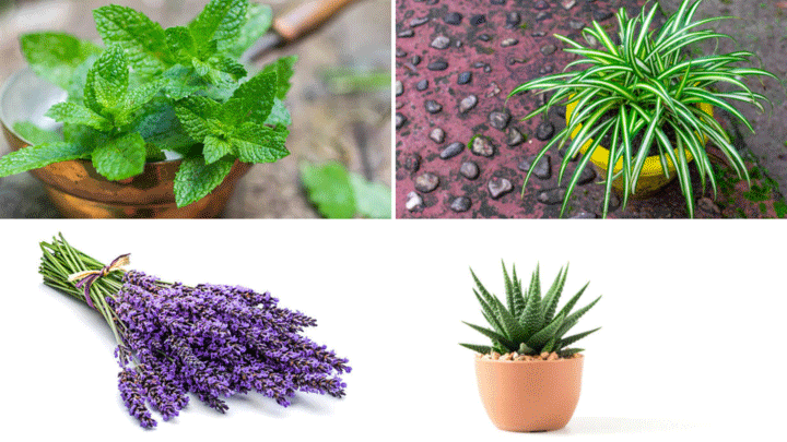 Đây là những loại cây giúp khử mùi hôi trong nhà. (Ảnh: Istock)
