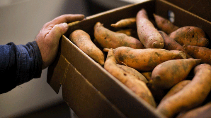 Bạn có biết mẹo bảo quản khoai lang để lâu vẫn ngọt? (Ảnh: Alabama Cooperative Extension System)