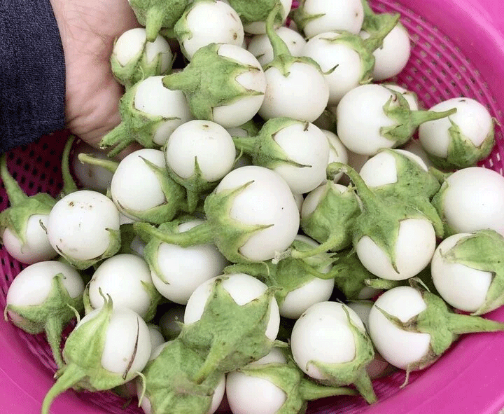 Cà pháo trắng dùng để muối rất ngon (Ảnh: B.L)