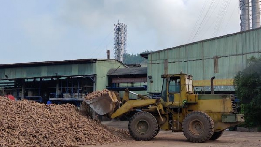 Giá sắn nguyên liệu tăng cao, nông dân phấn khởi