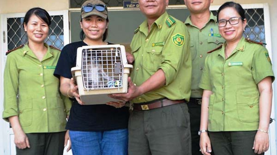 Bình Định bàn giao tê tê và voọc chà vá chân xám quý hiếm