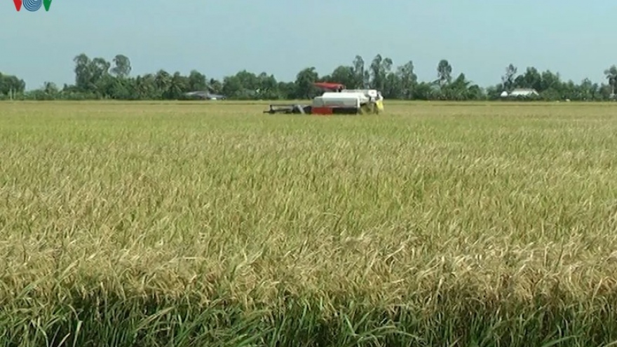 Nông dân Bạc Liêu bội thu vụ lúa đông xuân dù hạn, mặn gay gắt