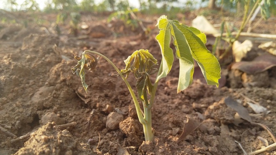 Nông dân Kon Tum phải trồng lại sắn vì xuống giống sai thời điểm