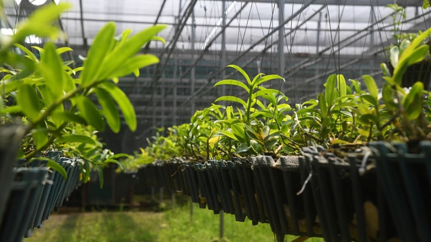 "Phất" lên nhanh chóng nhờ trồng loài hoa vương giả