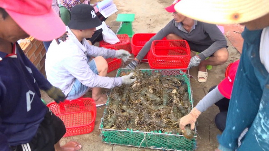 Giá tôm hùm giảm sâu, bán thì lỗ, không bán lại lo