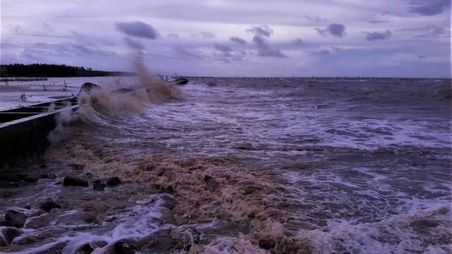 Hơn 1.400 ha lúa ở Cà Mau đổ ngã, đê biển bị uy hiếp do mưa lớn