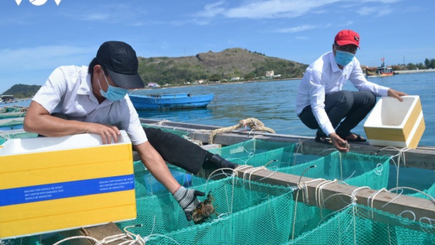 Triển vọng từ mô hình nuôi nhum sọ ở Lý Sơn