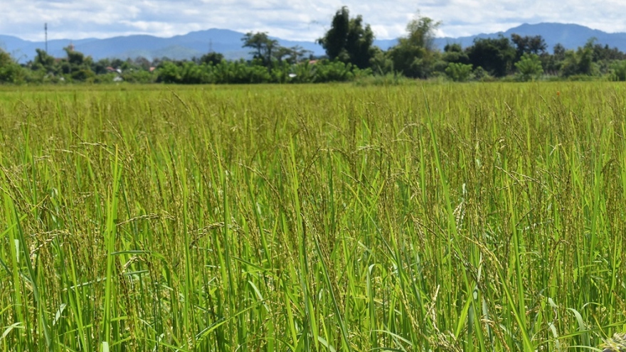 Hàng chục hộ dân ở Kon Tum thất thu vì lúa ma