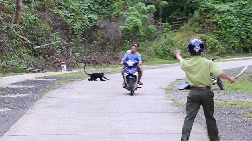 Voọc lao xuống đường tấn công khiến 9 người bị thương nặng