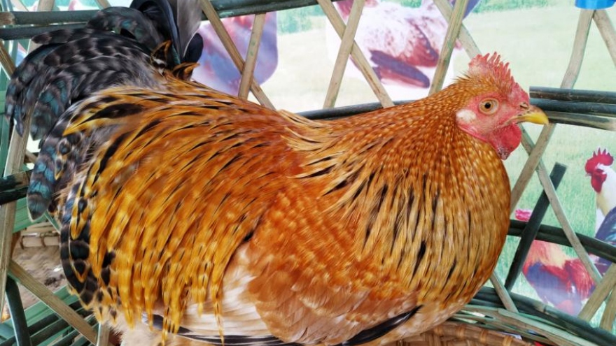Bảo tồn nguồn gen, giữ vững thương hiệu gà Tiên Yên