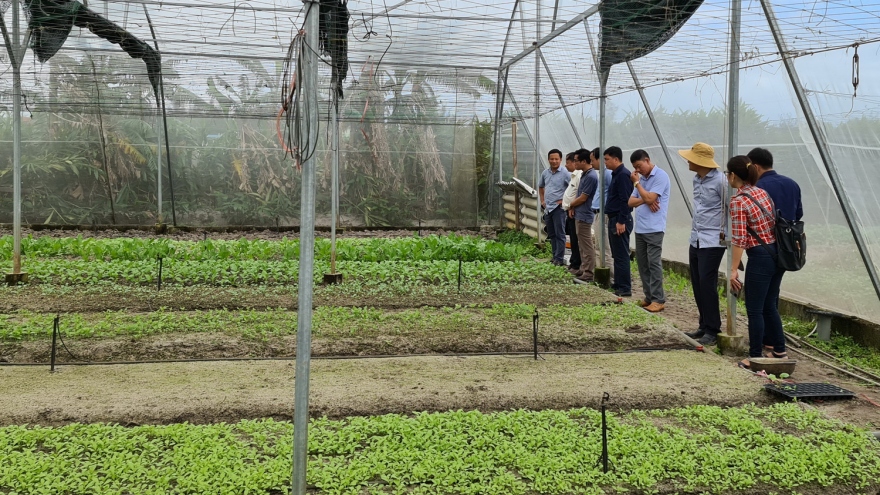 Triển khai sản xuất ngắn ngày, ổn định sinh kế cho người dân vùng lũ