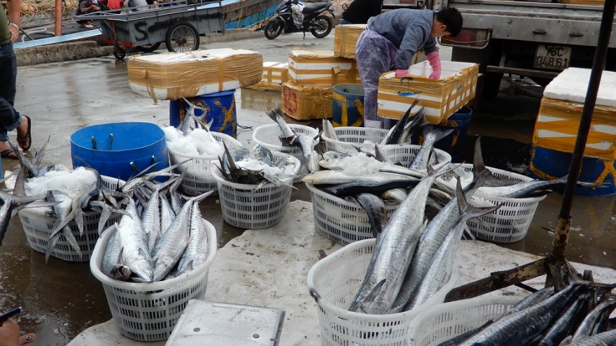 Ngư dân miền Trung được mùa cá thu