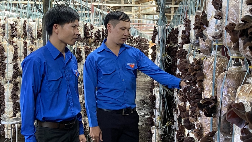 Trang trại trồng nấm thu lãi 400 triệu đồng/năm của chàng kỹ sư phần mềm