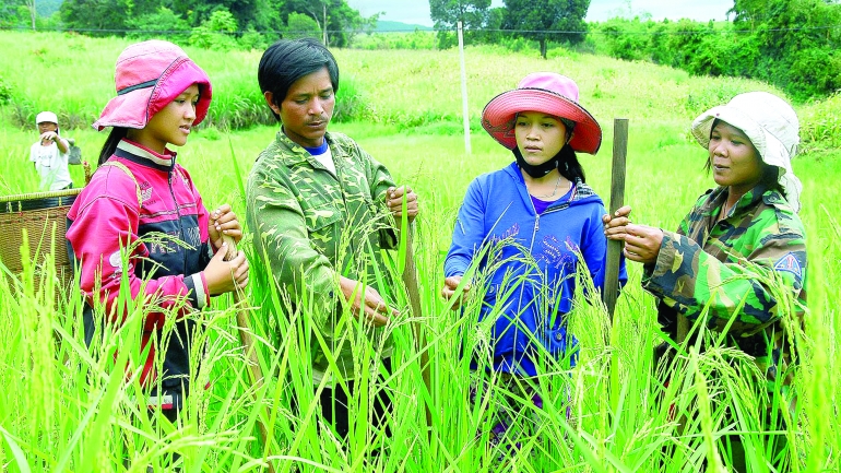 Lúa quý giữa đại ngàn