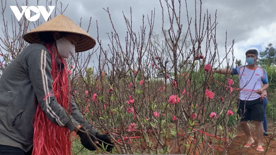 Hoa đào đất đỏ Tây Nguyên hút khách