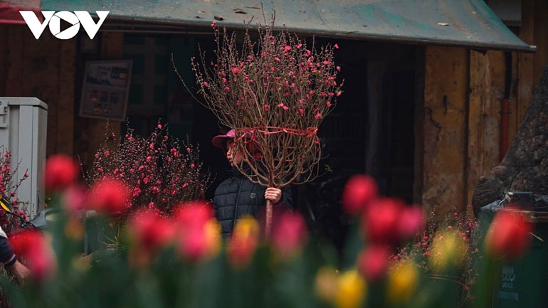 Hanoi adorned with colourful peach flowers, kumquat trees