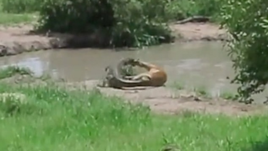 Vừa thoát khỏi hàm cá sấu, linh dương ngay lập tức trở thành mồi cho báo đốm