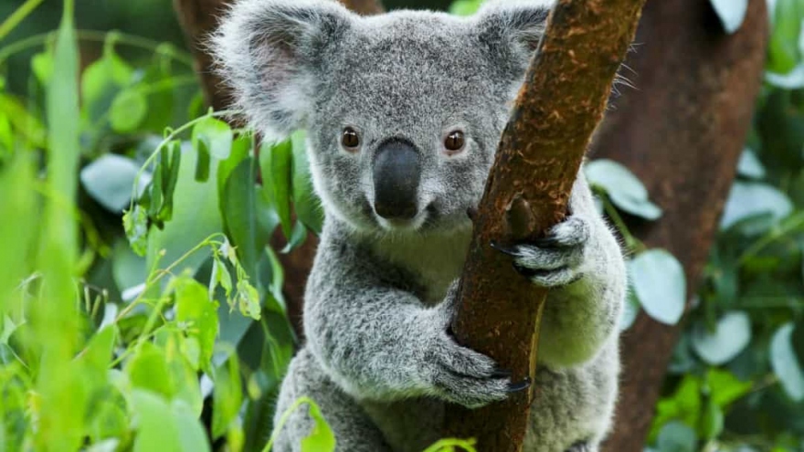 Tiết lộ những sự thật bất ngờ và đáng yêu về các loài động vật