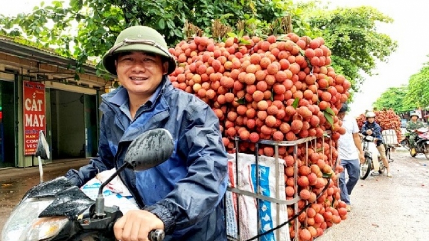 Vải thiều Lục Ngạn được bảo hộ chỉ dẫn địa lý tại Nhật Bản