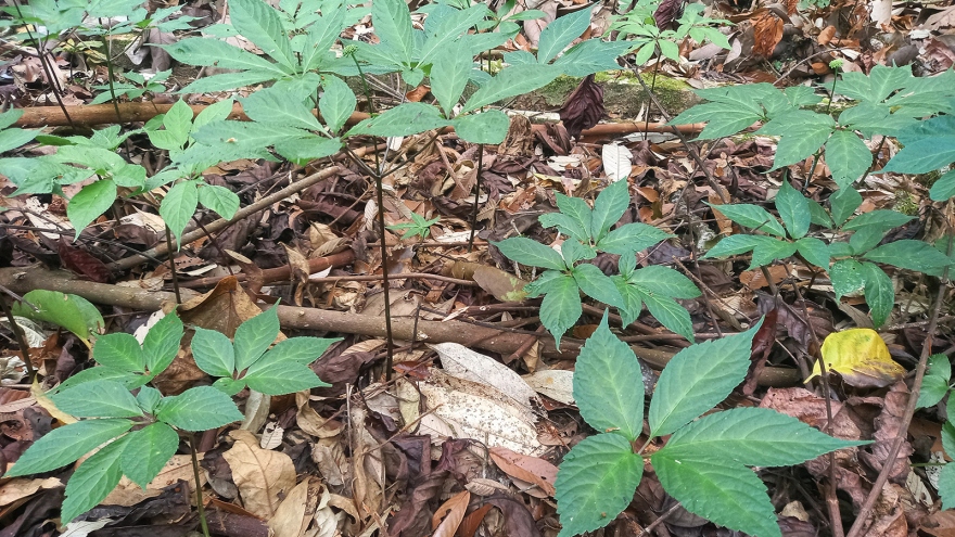 Nhiều cây dược liệu giúp nông dân miền núi "đổi đời"