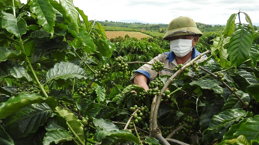 Hợp tác xã ở Kon Tum đoàn kết, sáng tạo vượt qua khủng hoảng Covid-19