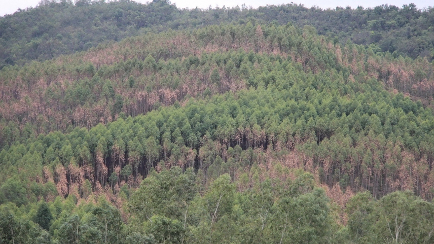 Nâng cao ý thức về phòng, chống cháy rừng của chủ rừng, người dân sống ven rừng