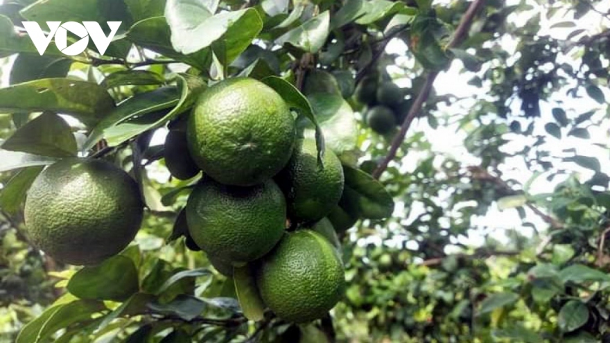 Nhiều doanh nghiệp sản xuất, chế biến lo thiếu nguyên liệu sau dịch